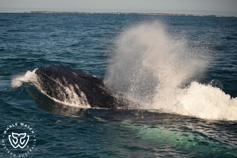 Whale Watch Western Australia