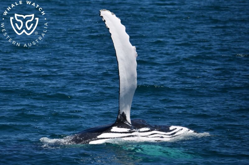 Whale Watch Western Australia