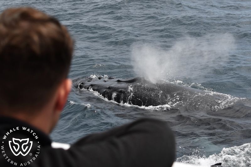 Whale Watch Western Australia