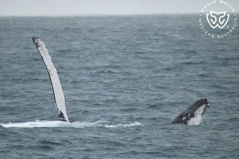 Whale Watch Western Australia