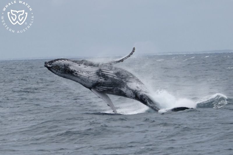 Whale Watch Western Australia