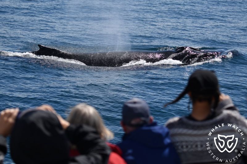 Whale Watch Western Australia