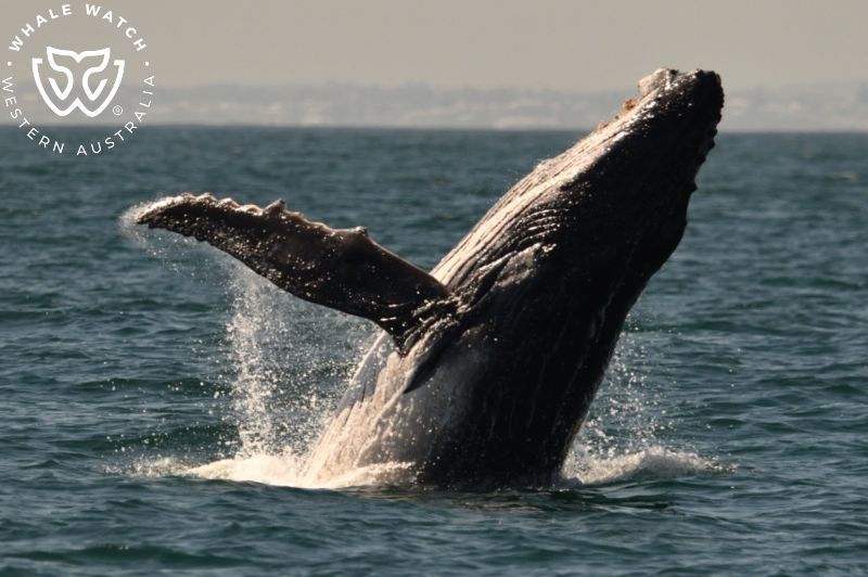 Whale Watch Western Australia