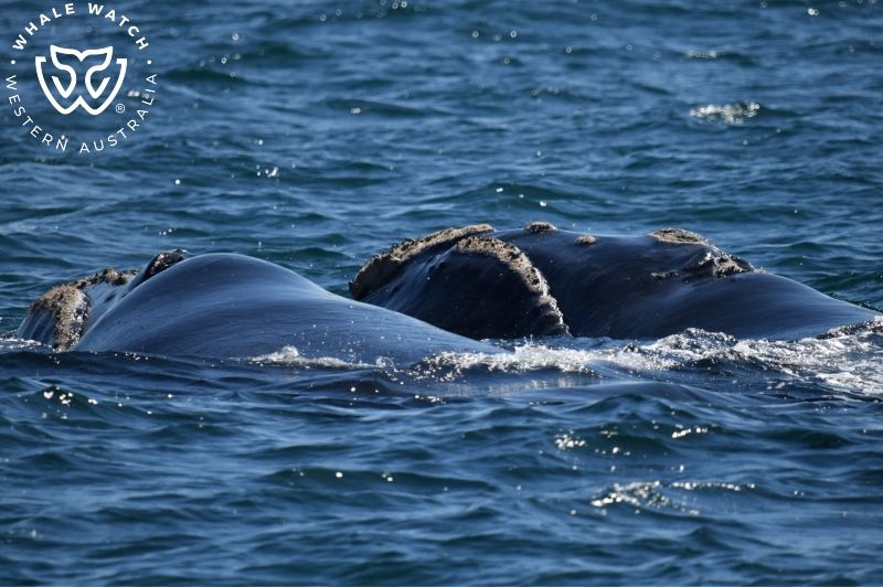 Whale Watch Western Australia
