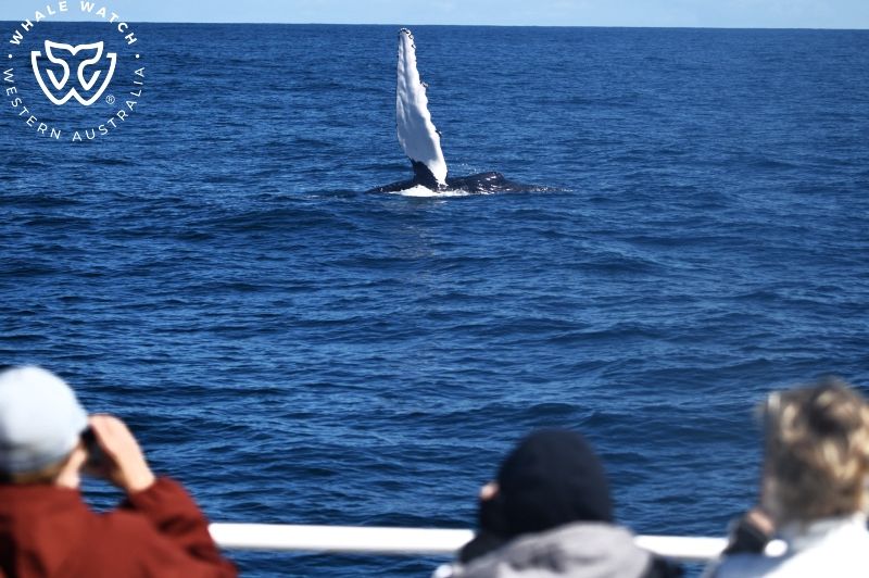 Whale Watch Western Australia