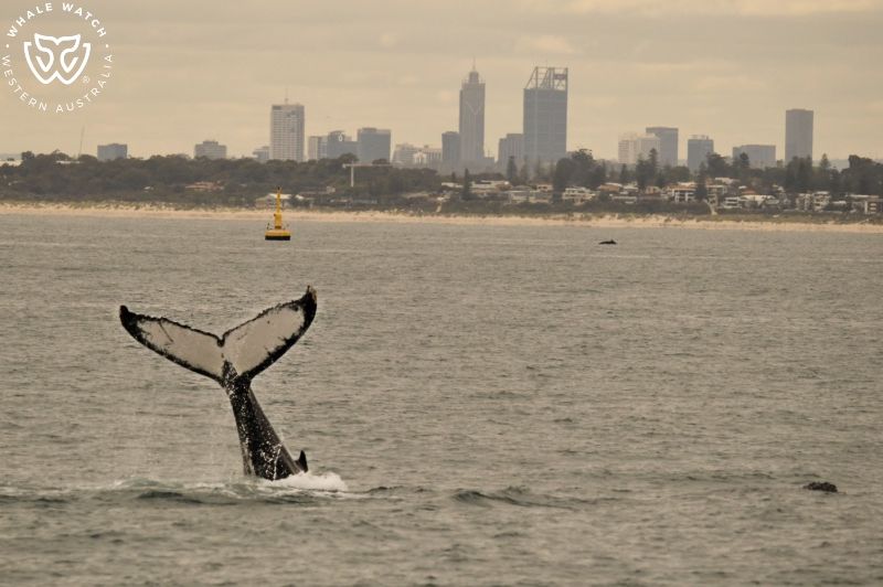 Whale Watch Western Australia