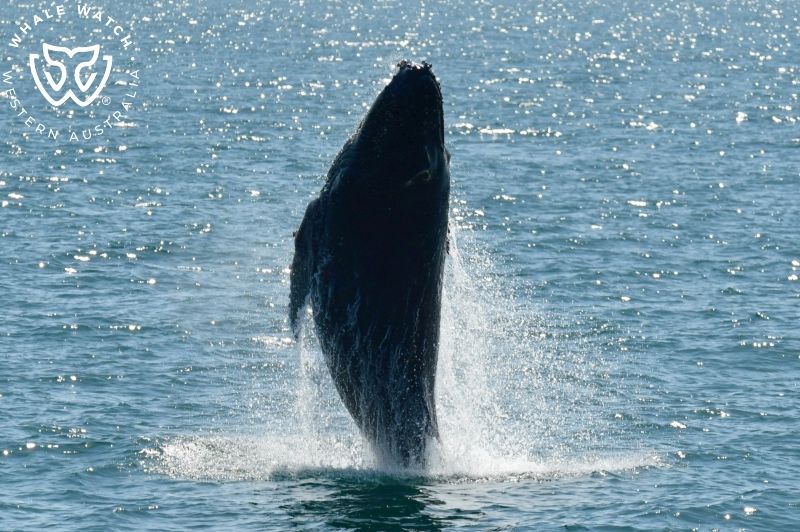 Whale Watch Western Australia