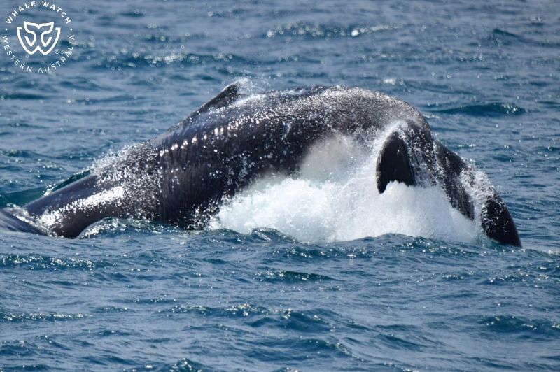 Whale Watch Western Australia