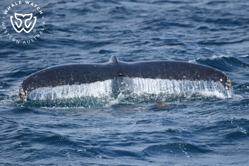 Whale Watch Western Australia