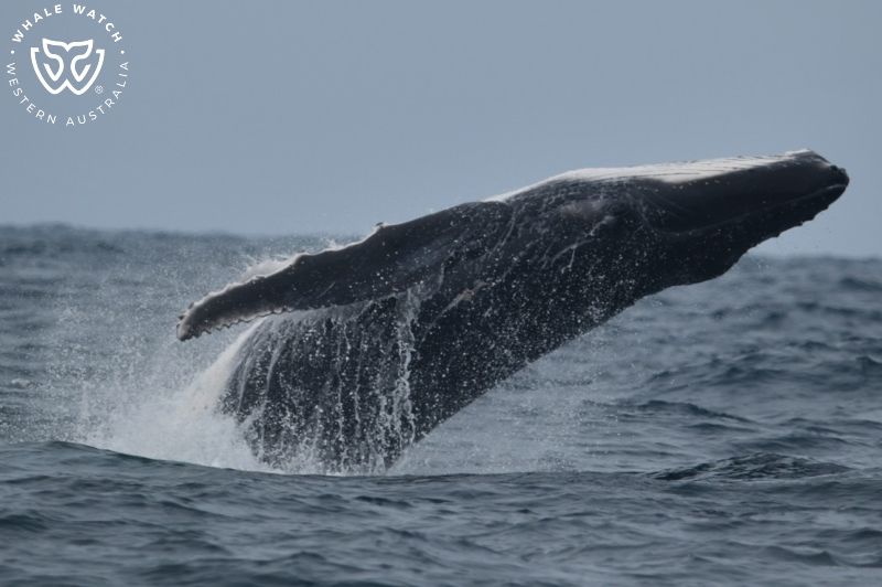 Whale Watch Western Australia