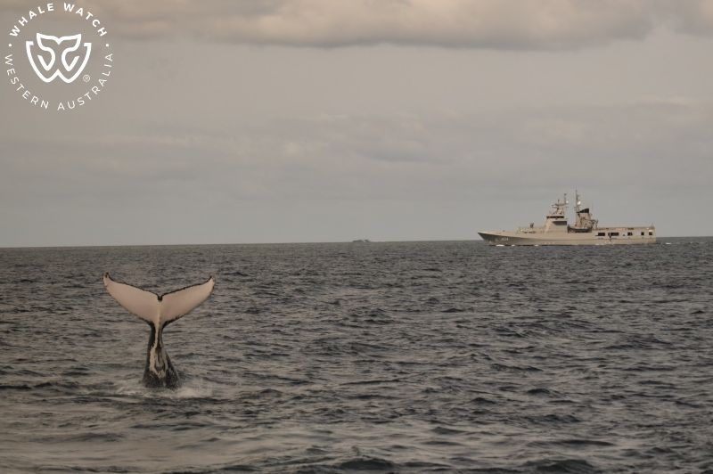 Whale Watch Western Australia