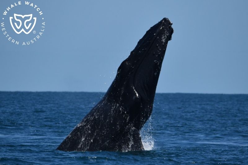 Whale Watch Western Australia