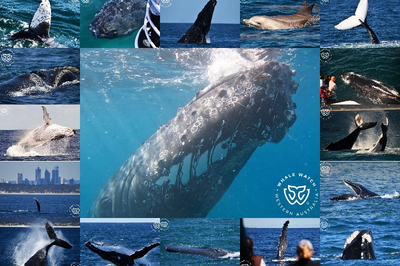 End of Whale Watch Season 2025