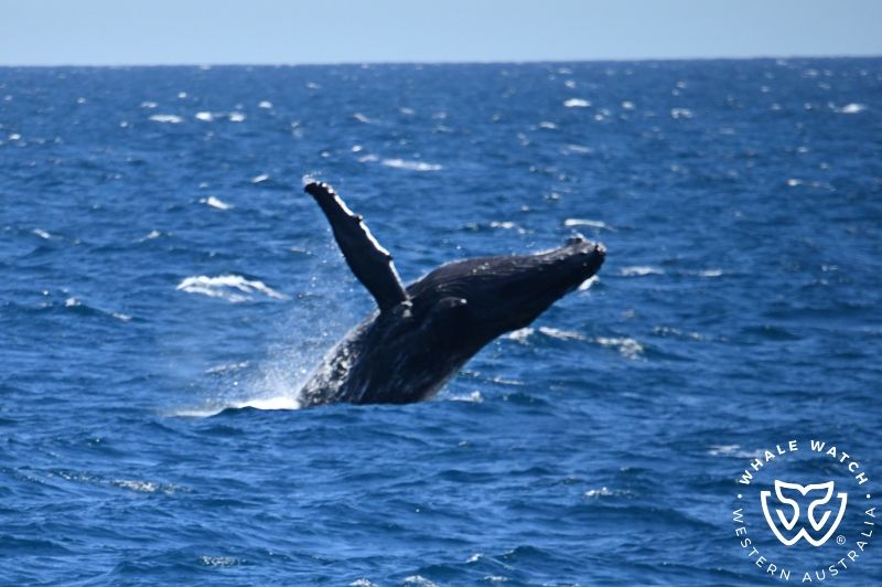 Whale Watch Western Australia