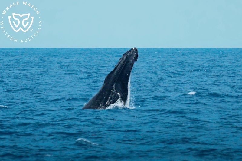 Whale Watch Western Australia