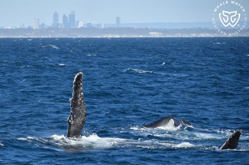 Whale Watch Western Australia