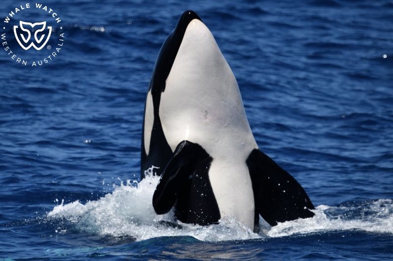 Whale Watch Western Australia