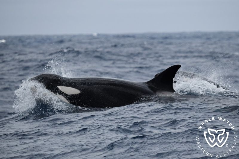 Whale Watch Western Australia