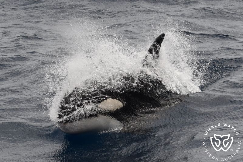 Whale Watch Western Australia
