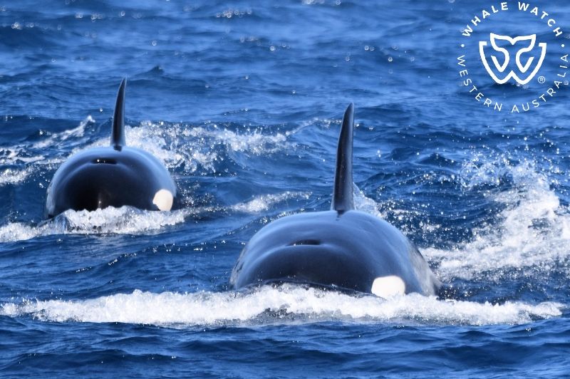 Whale Watch Western Australia