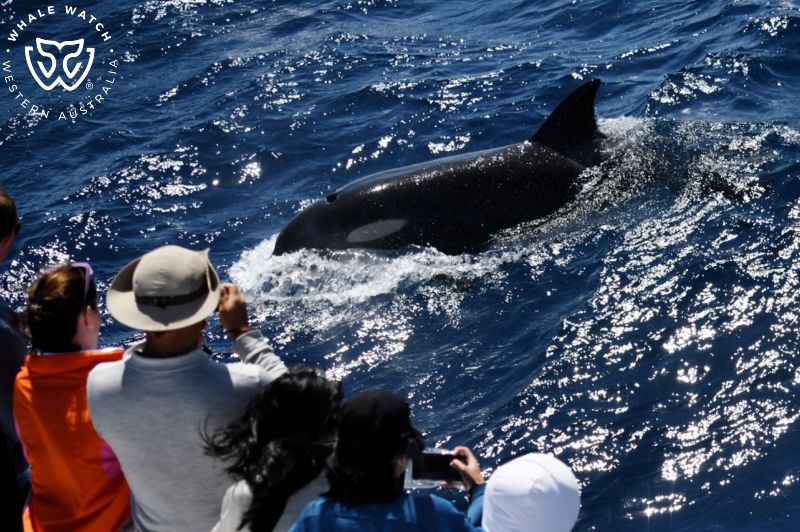 Whale Watch Western Australia