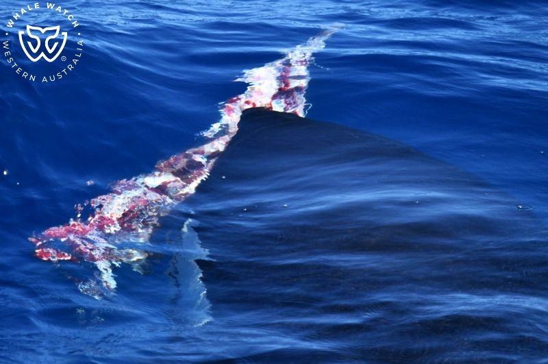 Whale Watch Western Australia
