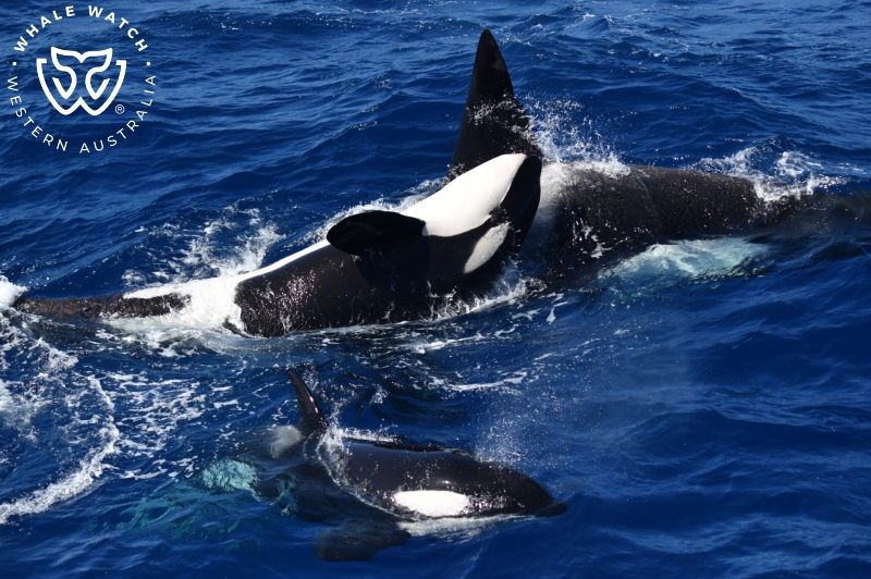 Whale Watch Western Australia
