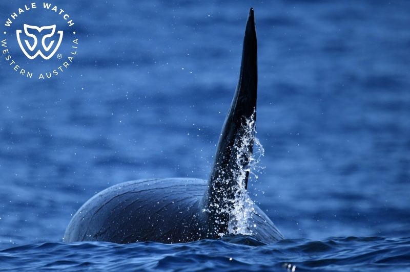 Whale Watch Western Australia