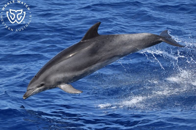 Whale Watch Western Australia