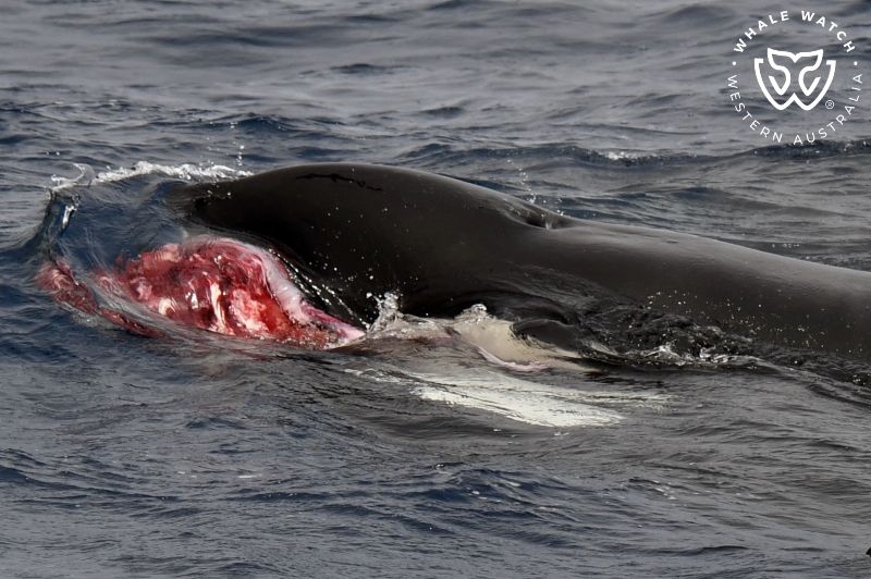 Whale Watch Western Australia
