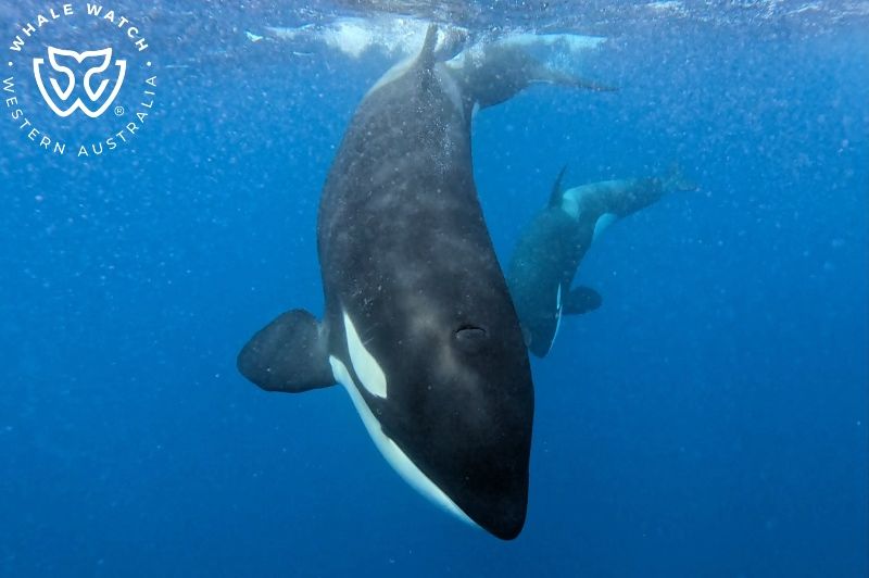 Whale Watch Western Australia