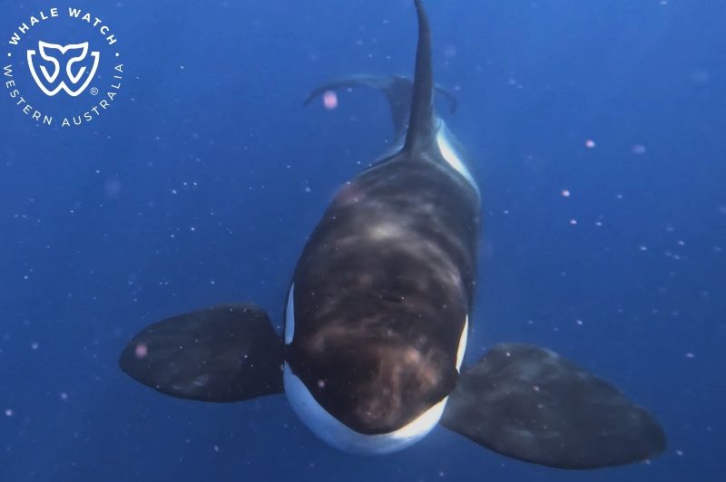 Whale Watch Western Australia