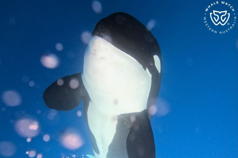 Whale Watch Western Australia