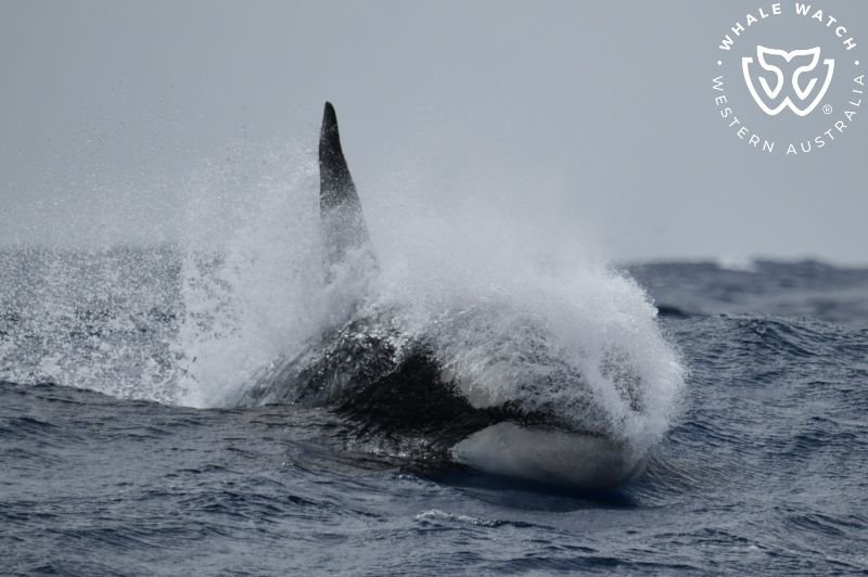 Whale Watch Western Australia