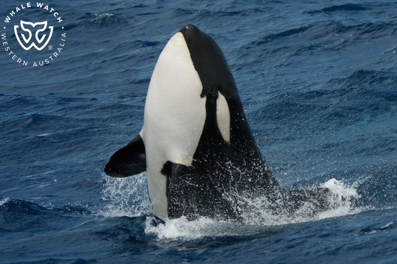 Whale Watch Western Australia
