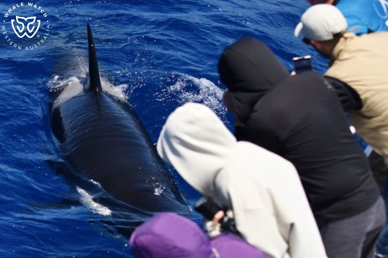 Whale Watch Western Australia