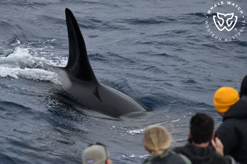 Whale Watch Western Australia