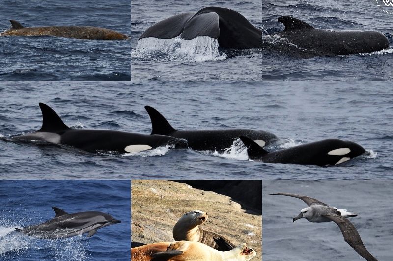 Whale Watch Western Australia