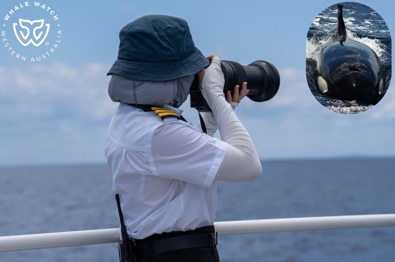 Whale Watch Western Australia