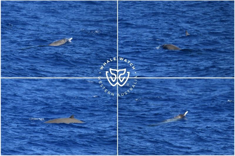 Whale Watch Western Australia