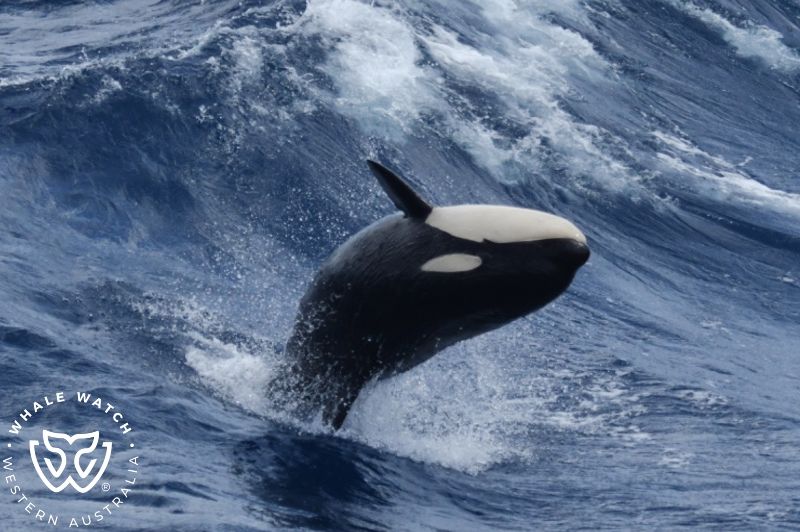 Whale Watch Western Australia
