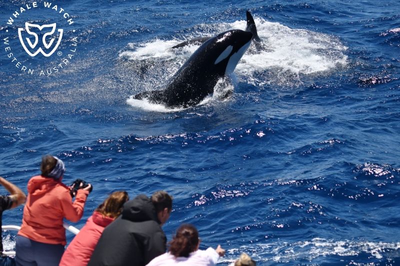 Whale Watch Western Australia