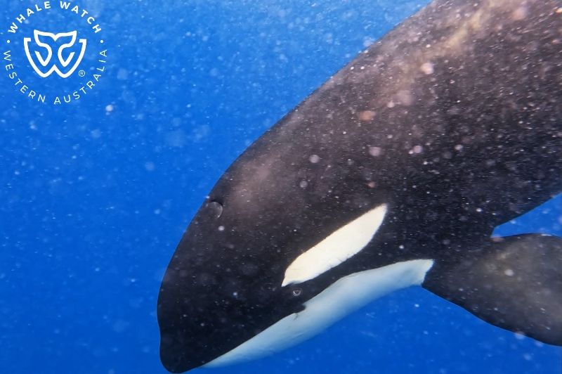 Whale Watch Western Australia