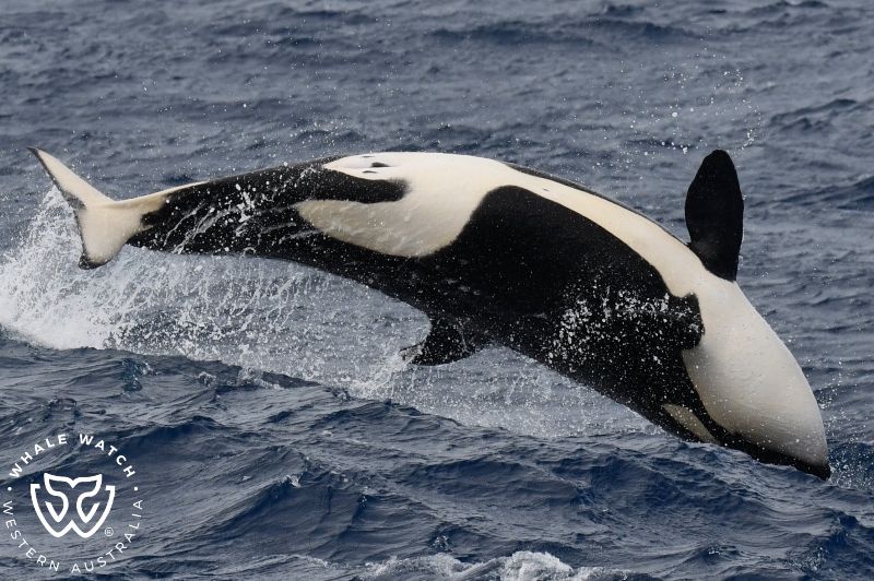 Whale Watch Western Australia