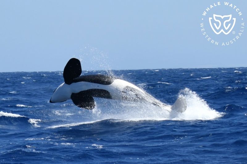 Whale Watch Western Australia