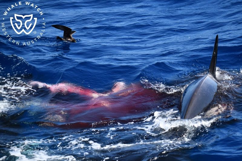 Whale Watch Western Australia