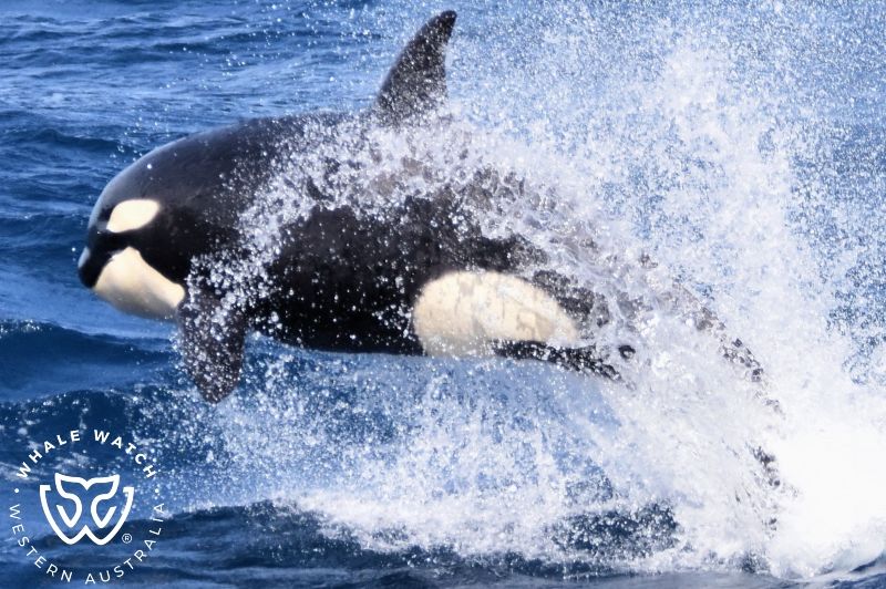 Whale Watch Western Australia