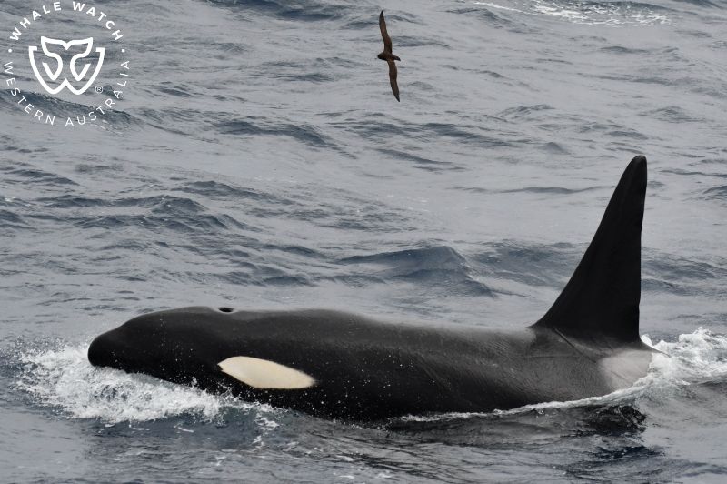 Whale Watch Western Australia