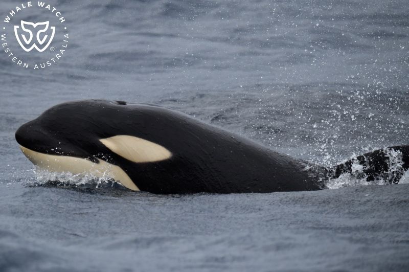 Whale Watch Western Australia