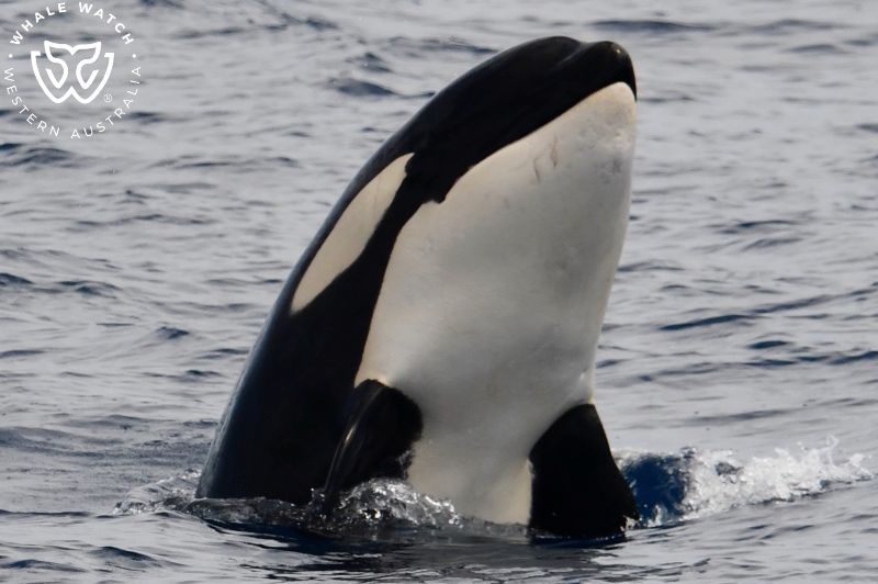 Whale Watch Western Australia